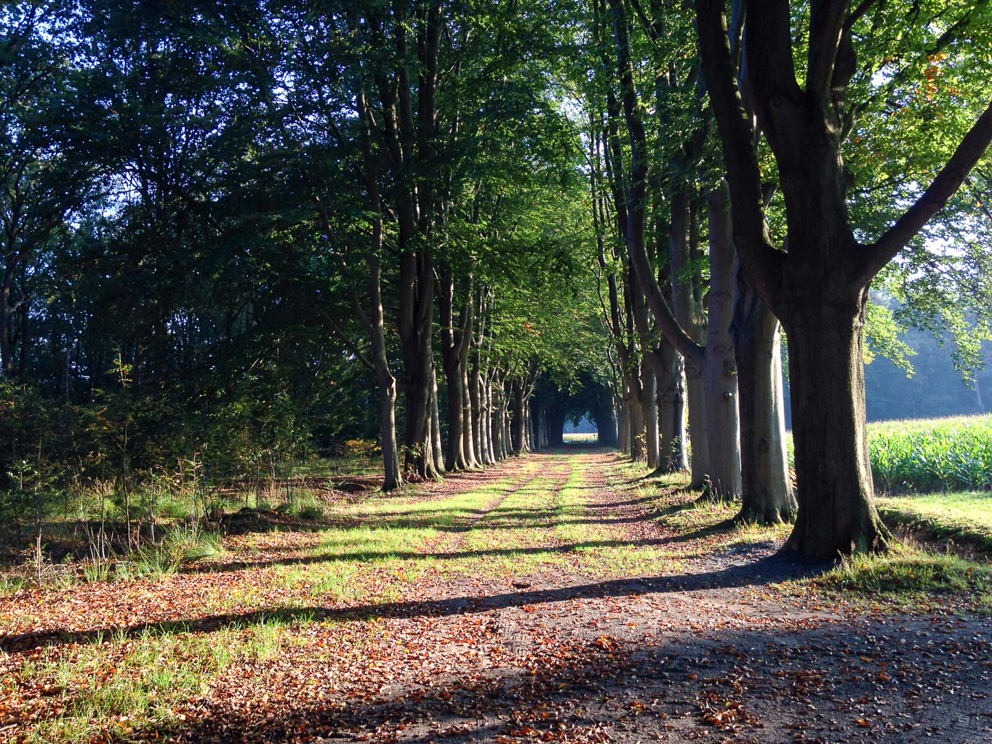 de-timmer-bed-en-breakfast-diepenveen--10